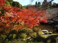 醍醐寺紅葉