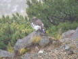 りんどう池の雄雷鳥2