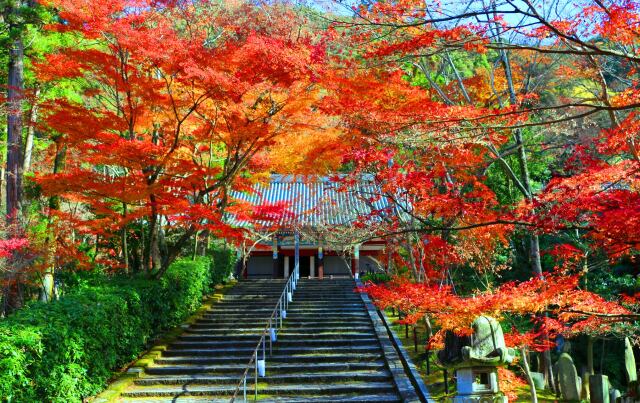 京都紅葉