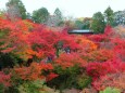 東福寺紅葉