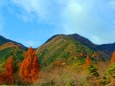 養老公園紅葉