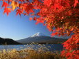 富士山に降り注ぐもみじ