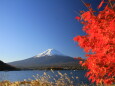 河口湖のもみじ