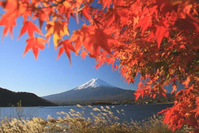 河口湖の紅葉