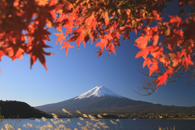 富士山&紅葉