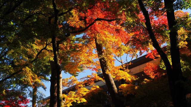 日光の紅葉