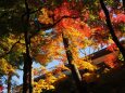 日光の紅葉