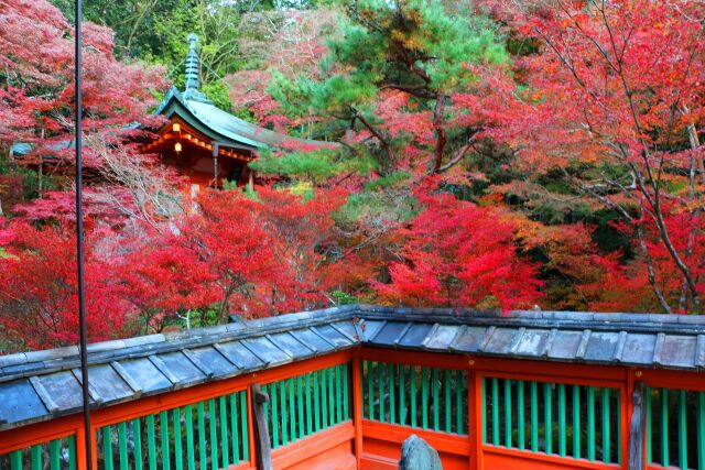 毘沙門堂紅葉