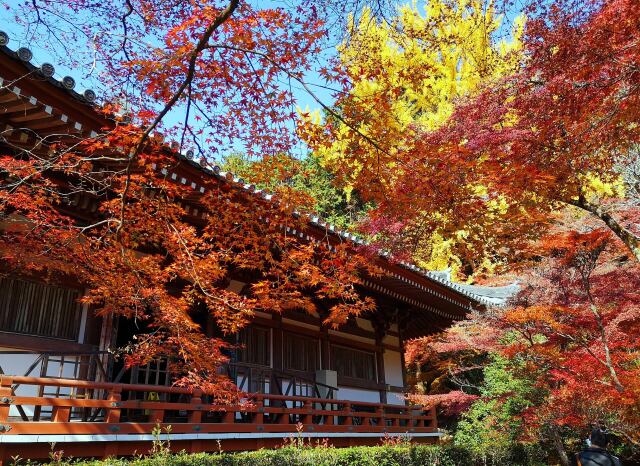 醍醐寺紅葉