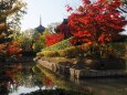 秋の東寺