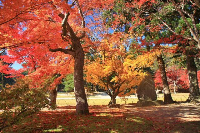 毛越寺の紅葉