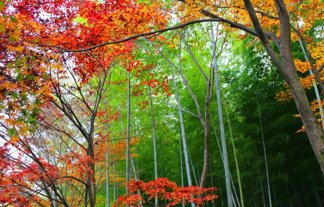 嵯峨野竹林と紅葉