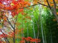 嵯峨野竹林と紅葉