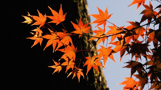 日光の紅葉