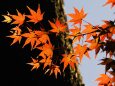 日光の紅葉