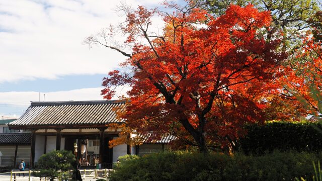 秋の東寺