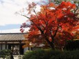 秋の東寺