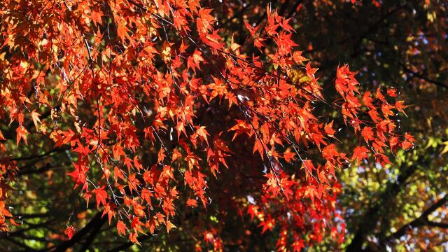 山寺の紅葉