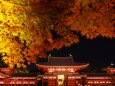 秋の夜の平等院