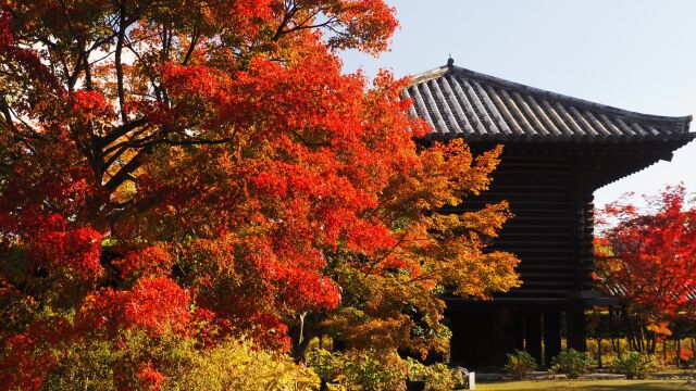 秋の東寺