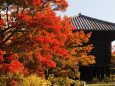 秋の東寺