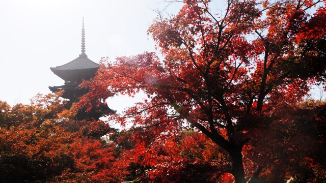 秋の東寺