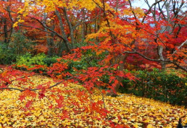 常寂光寺紅葉