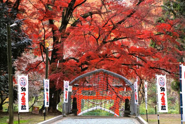 賀茂神社のイロハモミジ