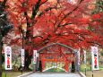 賀茂神社のイロハモミジ