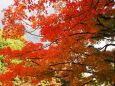 平等院の紅葉