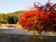 秋の宇治公園