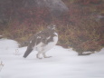 室堂のチビ雷鳥7