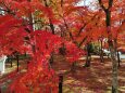 京都紅葉12月4日