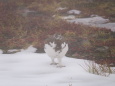 室堂のチビ雷鳥8