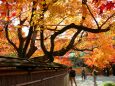 京都紅葉12月