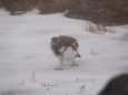 室堂のチビ雷鳥9