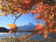 もみじの中の富士山