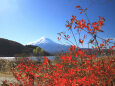 河口湖の紅葉