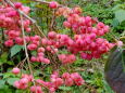 花か実か？ 晩秋の里山で