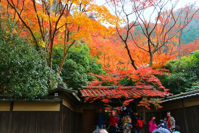 秋の瑠璃光院