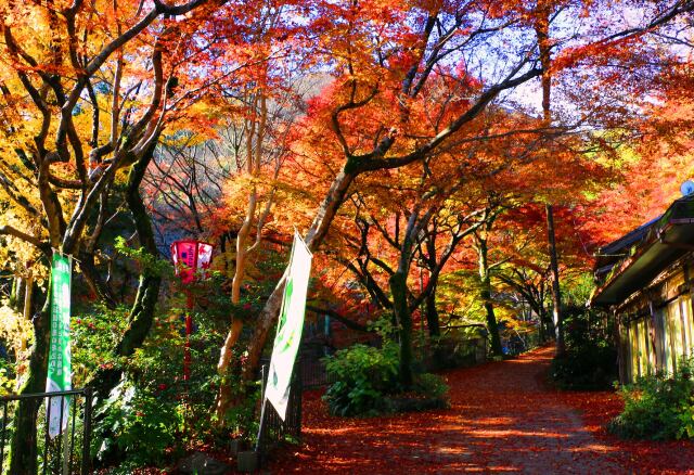 養老公園紅葉