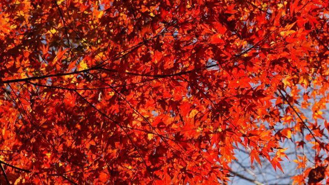 山寺の紅葉