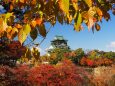 秋の大阪城公園