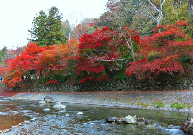 比叡山口紅葉