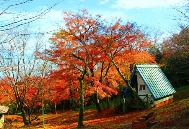 養老公園紅葉