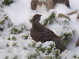 唐松岳の雄雷鳥