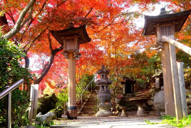 お寺境内の輝く紅葉