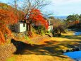 養老公園紅葉