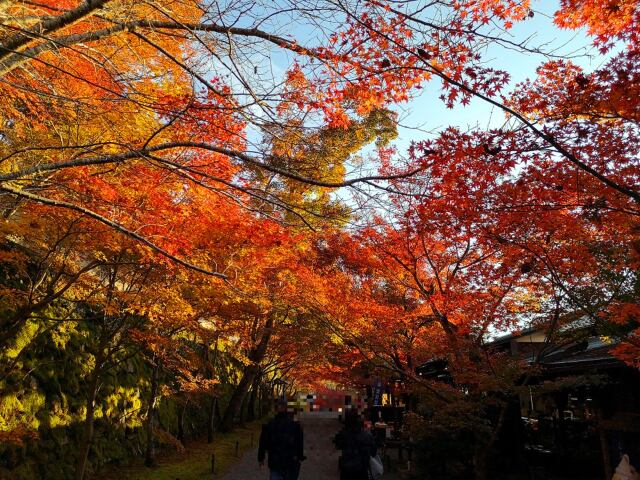 宝泉院紅葉