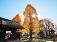 晩秋の寺